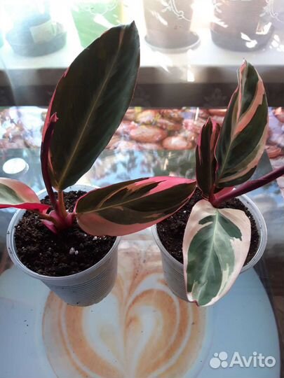 Комнатные цветы