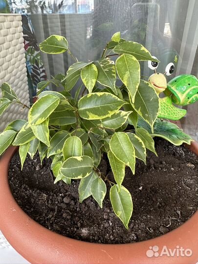 Фикус бенджамина