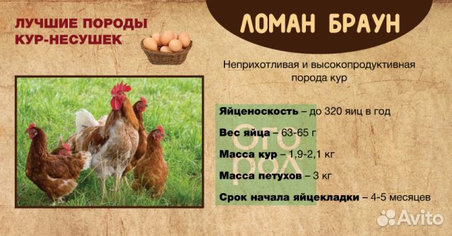 Инкубационное яйцо несушки Хайсекс и Ломан Браун