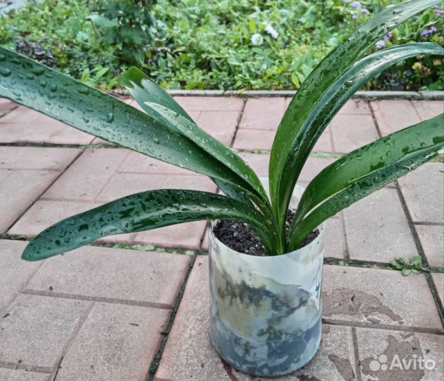 Комнатные цветы кливия