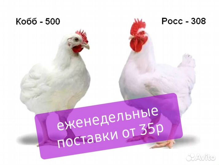 Инкубационное яйцо