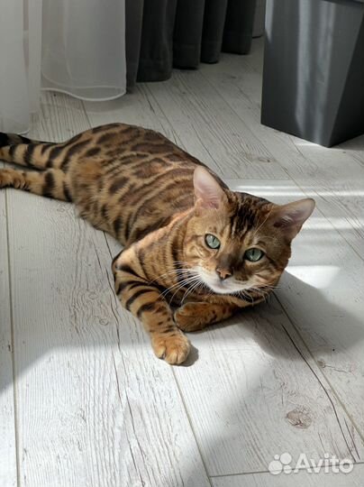 Бенгальский кот вязка