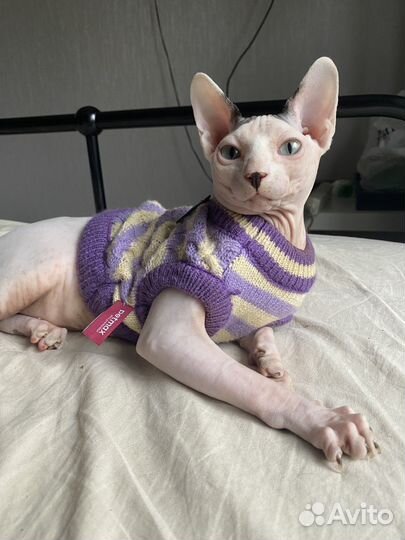 Кот на вязку канадский сфинкс