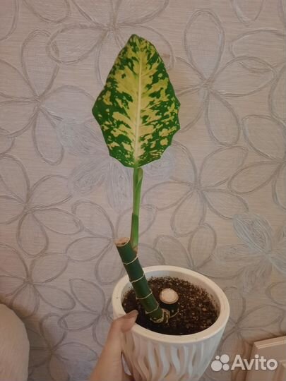 Диффенбахия рефлектор