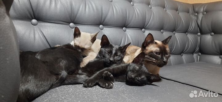 Ориентальные котята