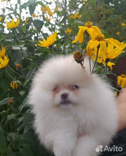 Собаки щенки шпиц