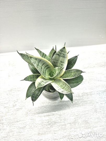 Сансевиерия 4