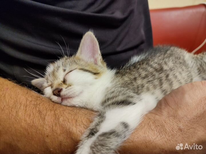 Котёнок Лиса