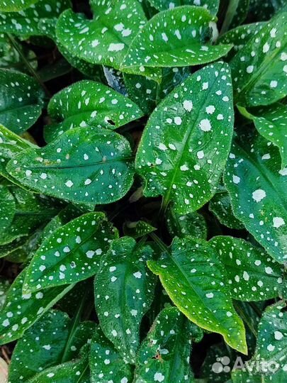 Декоративное многолетнее растение