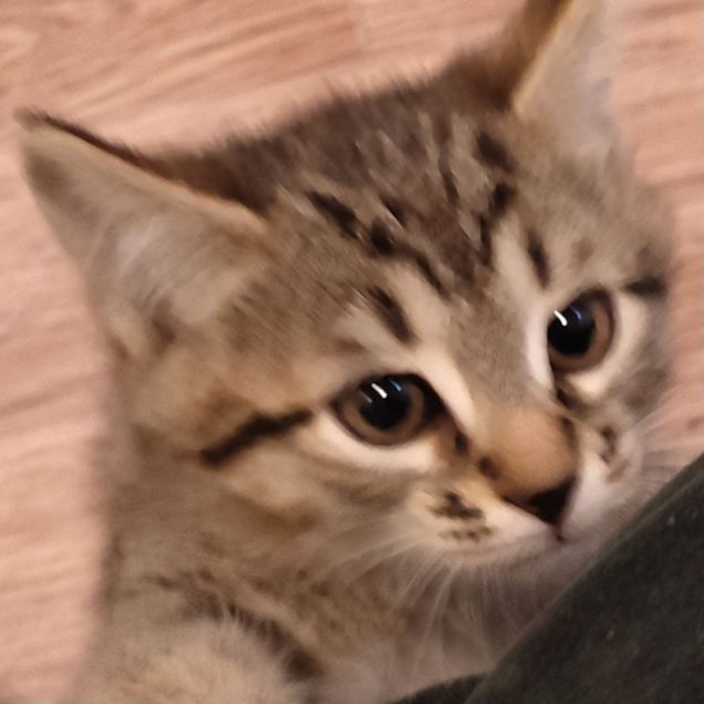 Котёнок в добрые руки