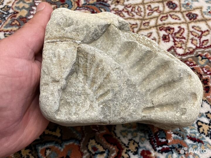 Древний амонит