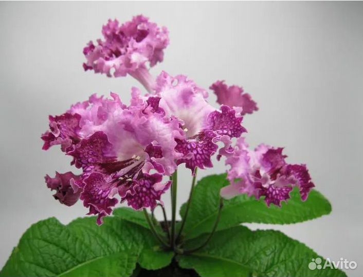 Сортовые стрептокарпусы