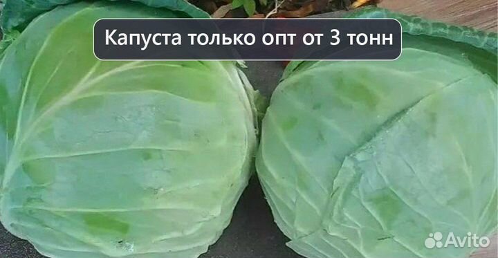 Капуста опт