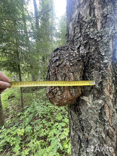 Кап (Сувель ) березовый,живой