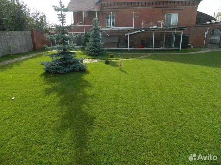 Семена газонной травы