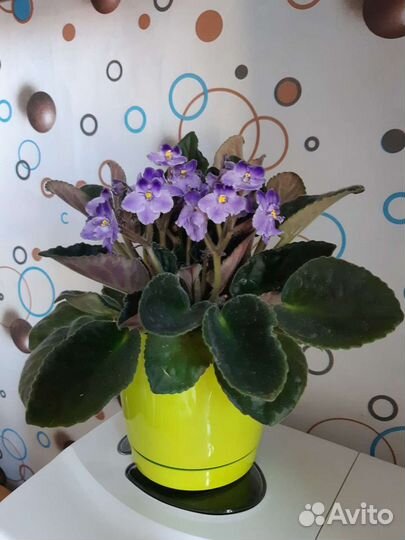 Комнатные цветы фиалки
