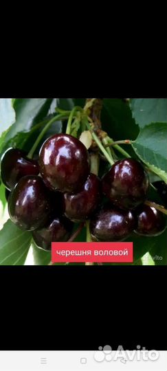 Саженцы черешни