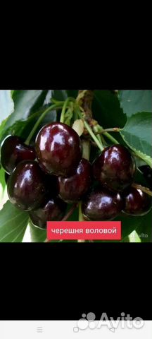 Саженцы черешни