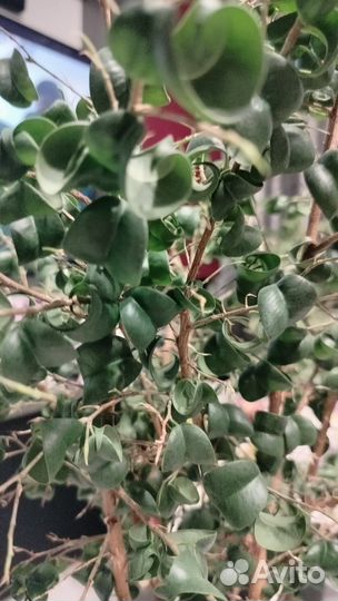 Фикус Барок