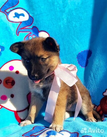 Медвежата в дар