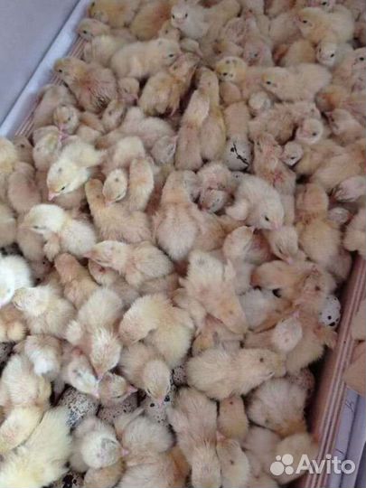 Перепела (яйца,цыплята)