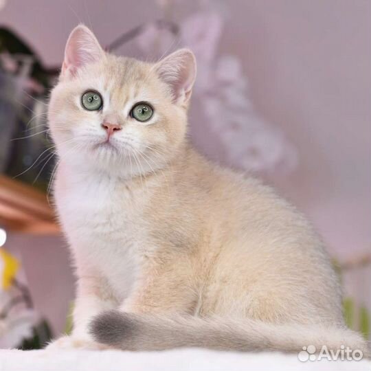 Британские котята золотая шиншилла