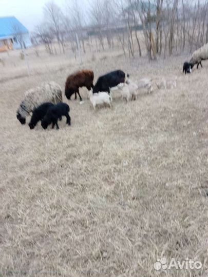 Овцы бараны ягнята