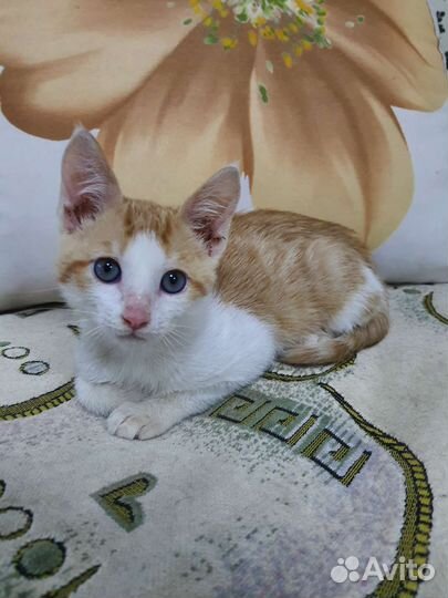 Бело рыжий котенок