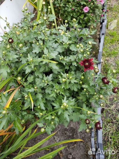 Хризантемы мультифлора