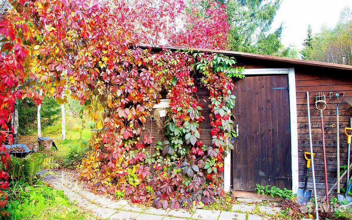 Девичий виноград