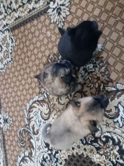 Щенята в добрые руки