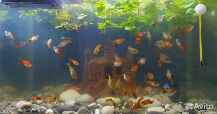 Пецилия. Аквариумная рыбка