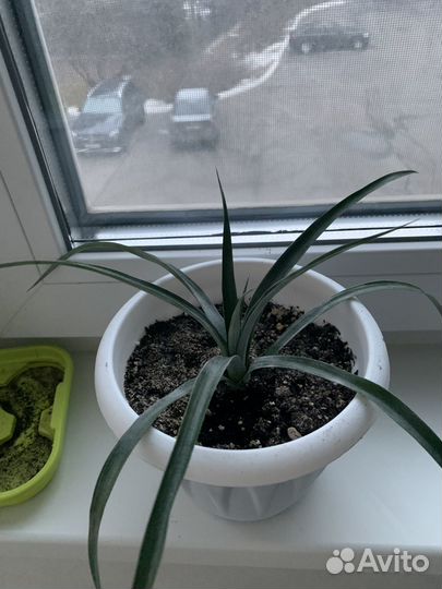 Герань пеларгония