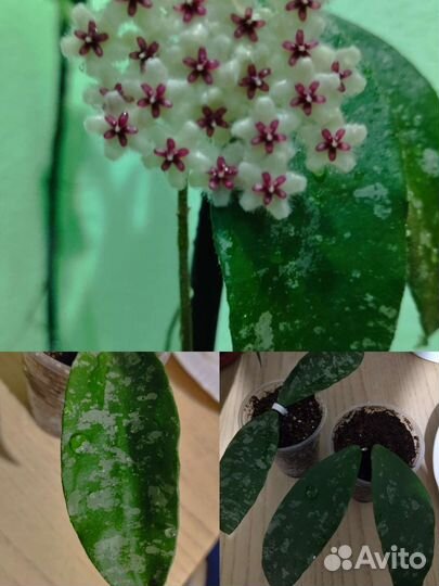 Хойи укорененные