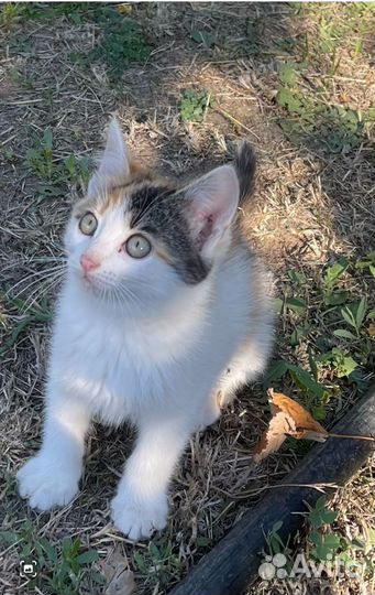 Красивые котята