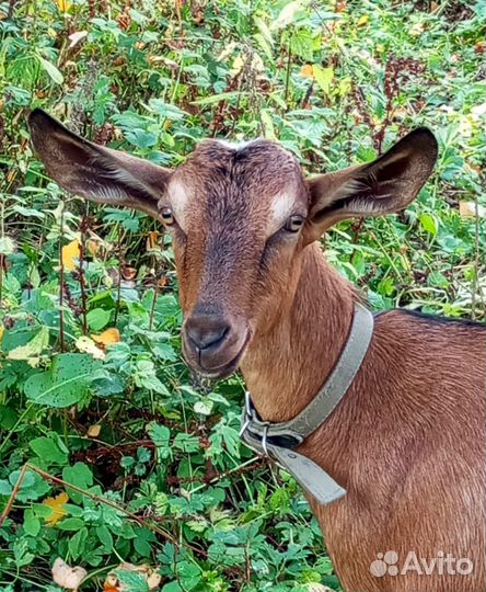 Козочка от Чешского папы и Нубийской козы