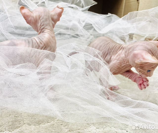 Канадский сфинкс эльф