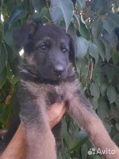 Продам щенков немецкой овчарки