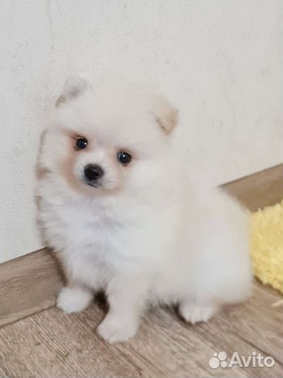 Шпиц mini померашки