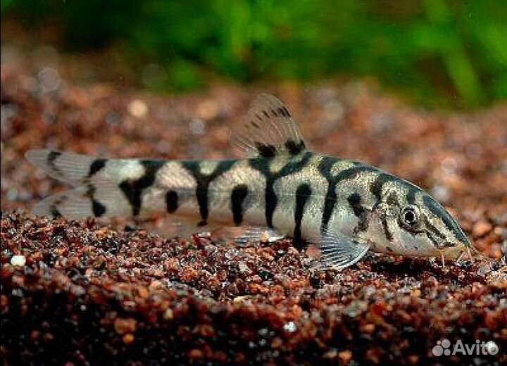 Боция Мраморная Разводная (Botia lohachata / Boti