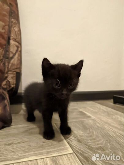 Котята в дар бесплатно