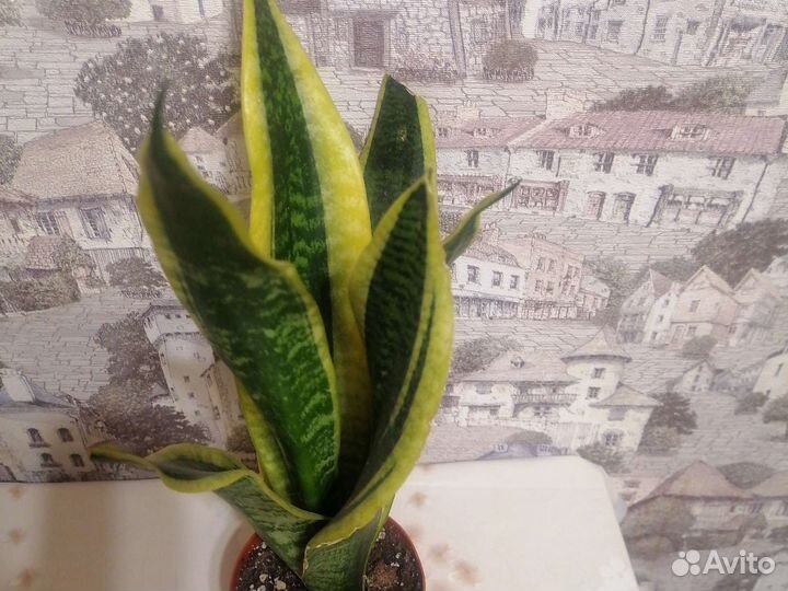 Сансевиерия соли голд, металика