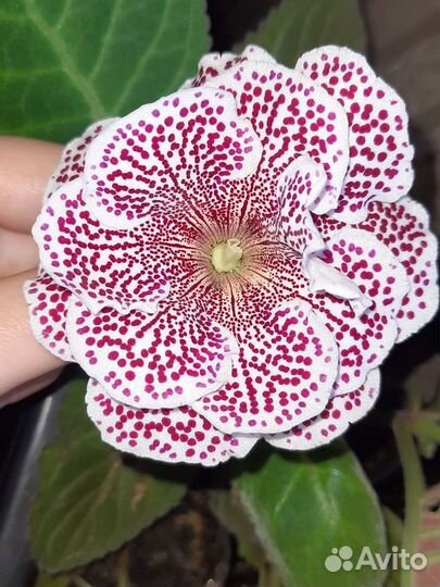 Глоксиния махровая цветущая