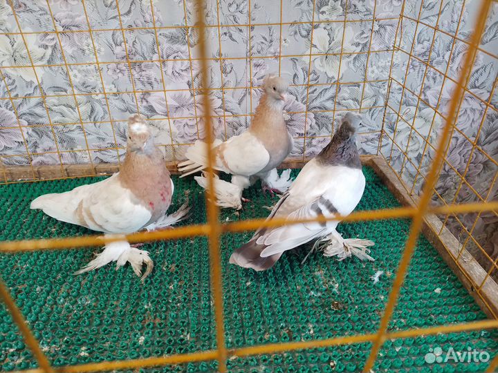 Продажа голубей: узбеки,ростовские белогрудые пара