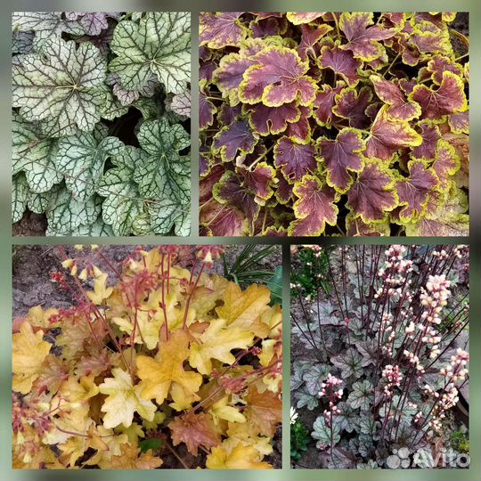 Садовые цветы многолетники