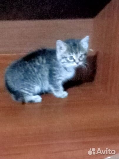 Котята в добрые руки бесплатно