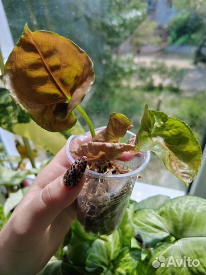 Сингониум клубничный лед galaxy