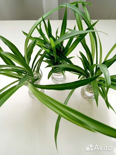 Хлорофитум