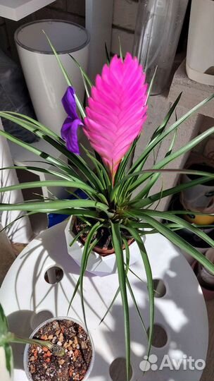 Тилландсия анита