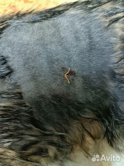 Кастрация котов/Стерилизация кошек